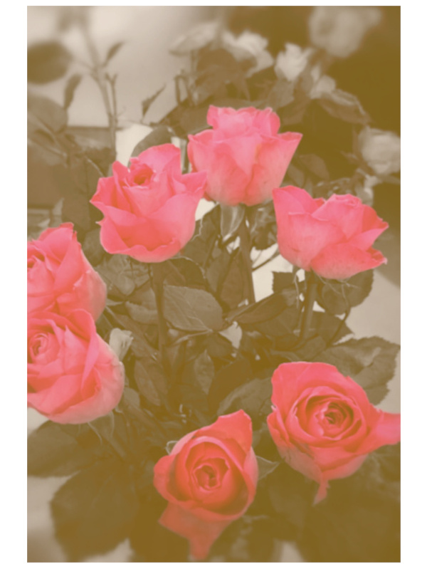 Visual photography by Serj Éty'n, capturing poetic moments of nature, flowers, landscapes, textures, and light with a contemplatiVisual photography by Serj Éty'n, capturing poetic moments of nature, flowers, landscapes, textureVisual photography by Serj Éty'n, capturing poetic moments of nature, flowers, landscapes, textures, and light with a contemplatiVisual photography by Serj Éty'n, capturing poetic moments of nature, flowers, landscapes, textures, and light with a contemplative and artistic eye.ve and artistic eye.s, and light with a contemplative and artistic eye.ve and artistic eye.