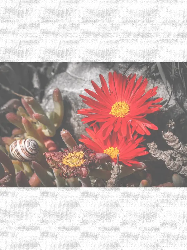 Visual photography by Serj Éty'n, capturing poetic moments of nature, flowers, landscapes, textures, and light with a contemplatiVisual photography by Serj Éty'n, capturing poetic moments of nature, flowers, landscapes, textureVisual photography by Serj Éty'n, capturing poetic moments of nature, flowers, landscapes, textures, and light with a contemplatiVisual photography by Serj Éty'n, capturing poetic moments of nature, flowers, landscapes, textures, and light with a contemplative and artistic eye.ve and artistic eye.s, and light with a contemplative and artistic eye.ve and artistic eye.