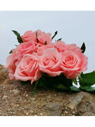 nature's beauty never lies