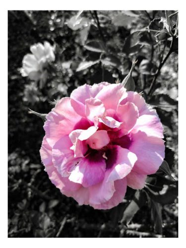fragility-intense 