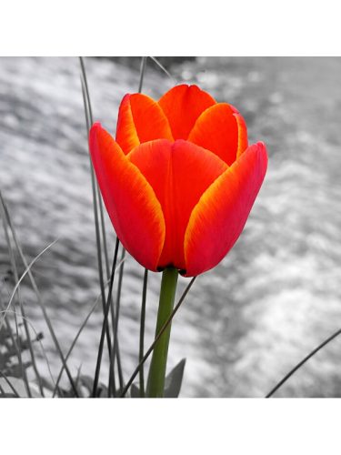 tulip-against-serene