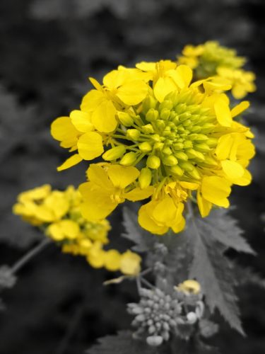 yellow-flower