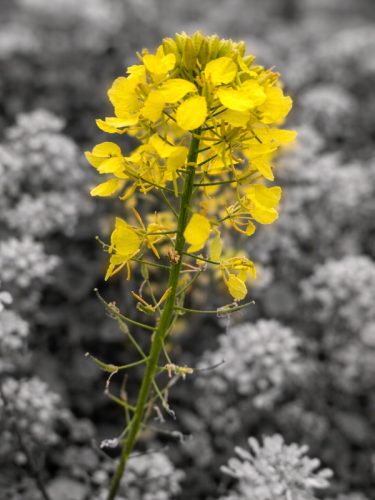 yellow-mustard-bloom